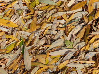 Leaves 2