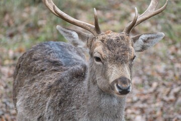 fallow deer in a reservation