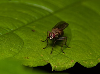 Macro of a fly on green leaf. Fly on green background