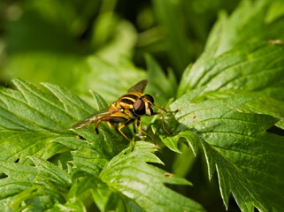 macro of a hoverfly sitting on a leaf