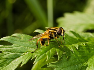 macro of a hoverfly sitting on a leaf