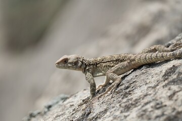 lizard on a sunny rock