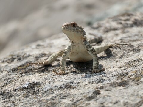 lizard on a sunny rock