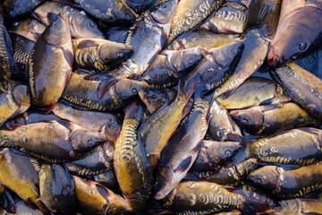 Fresh fish Carp. Caught carps. Fish background .