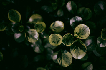 Zielone liście roślinne tło natury, widok z góry. Świeże abstrakcyjne liście ogrodowe. - obrazy, fototapety, plakaty