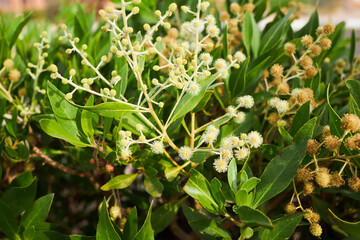 Acacia dealbata o retinodes, Silver Acacia, is a perennial species. Some common names are yellow acacia, mimosa, four-season mimosa, green acacia
