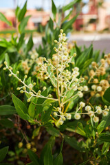 Acacia dealbata o retinodes, Silver Acacia, is a perennial species. Some common names are yellow acacia, mimosa, four-season mimosa, green acacia