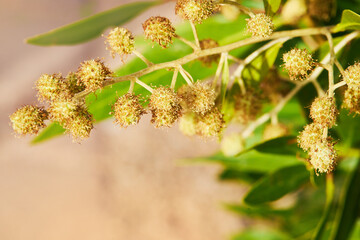 Acacia dealbata o retinodes, Silver Acacia, is a perennial species. Some common names are yellow acacia, mimosa, four-season mimosa, green acacia