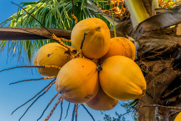 pequeno coqueiro com grandes cocôs maduros pendurados 