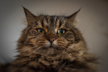 Tabby brown gray cat with long ears and green eyes