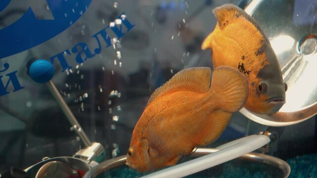 Equipment for the pharmaceutical industry, stainless steel components in a fish tank
