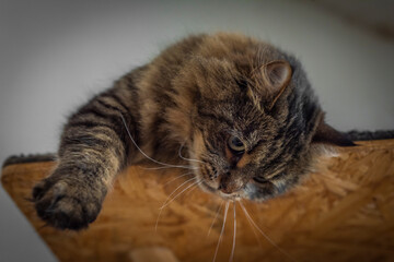 Tabby brown gray cat with long ears and green eyes