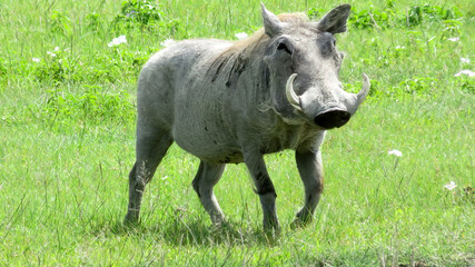 Female warthog walking in grass in Ngorongoro Crater, Tanzania, Africa