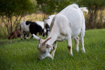 Amy the white goat grazing in the green grass on a beautiful sunny day with her friends behind her 
