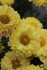yellow chrysanthemum flowers