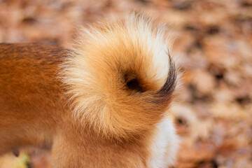 Fluffy tail of the Japanese Shiba Inu dog. Dog tail donut. Dog fur texture. Dog in autumn leaves. Shiba inu pets. Dog's rear, cute wrapped tail.