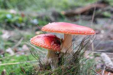 Toadstool