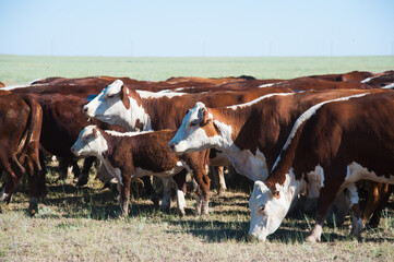 Cows grazing on pasture