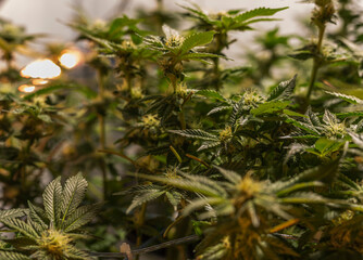 French cookies variety of young marijuana under led light indoor