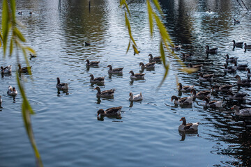 Domestic geese swim in the river. A flock of domestic geese on the river on a hot sunny summer day.