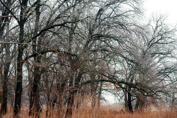 Oak forest in late autumn, fallen leaves