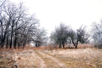 Oak forest in late autumn, fallen leaves