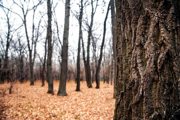 Oak forest in late autumn, fallen leaves