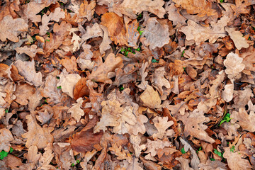 Oak forest in late autumn, fallen leaves