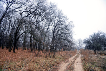 Oak forest in late autumn, fallen leaves