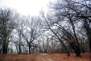 Oak forest in late autumn, fallen leaves