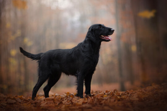 Flat-coated Retriever dog in the park