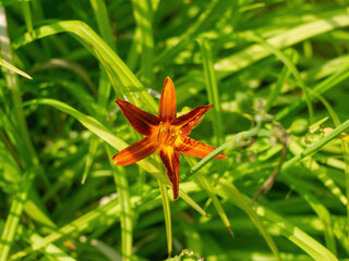 daylilies flower in the flower bed