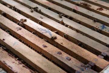 Beehive open for inspection by the beekeeper