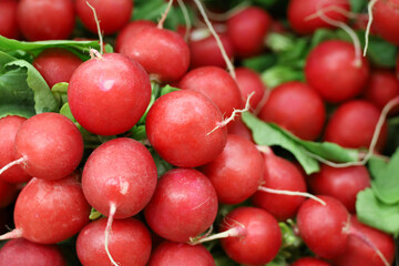Red radish with leaves in the market. Bunch of fresh vegetables