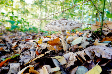 Gemeine Riesenschirmling oder Parasol (Macrolepiota procera)