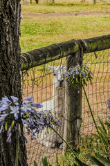Observing guarded house llamas in an aviary in Australia, Victoria.