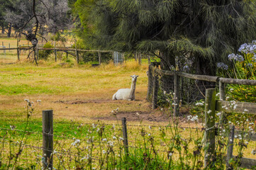 Observation of llamas, mammals in the aviary. They look like a camel, but do not have humps.