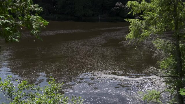 Brown river water downstream from a waterfall; some white foam on water trees framing the view. 