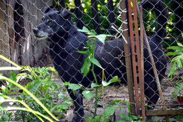 Portrait of a dog. A black dog in an animal shelter aviary.