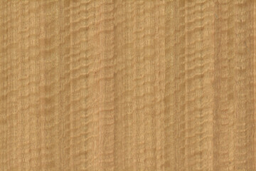 Natural eucalyptus wood veneer texture
