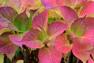 Die Hortensie, Hydrangea ein beliebter Ziertrauch in seiner Herbstfärbung mit wunderschon...