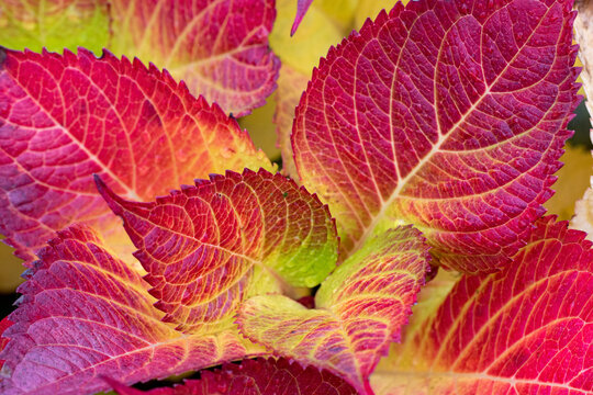 Die Hortensie, Hydrangea ein beliebter Ziertrauch in seiner Herbstf&auml;rbung mit wunderschon gef&auml;rbten Bl&auml;ttern