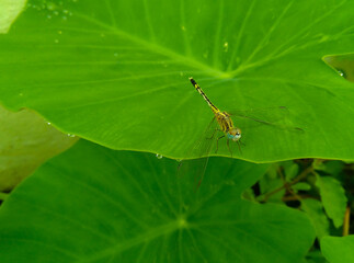 Dragonfly insect sitting on green leaf, plant growing in the garden, nature photography, small wildlife background
