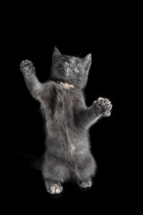 Kitten British breed gray smoky color sitting on an isolated black background with reflection.