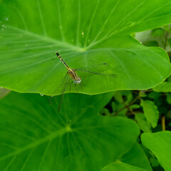 Dragonfly insect sitting on green leaf, plant growing in the garden, nature photography, small wildlife background