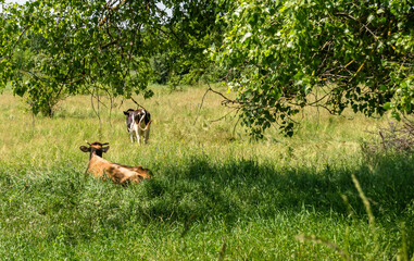 Photography on theme beautiful big milk cow