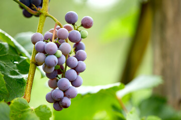 bunch of red grapes with leaves