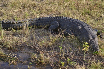 alligator in the grass