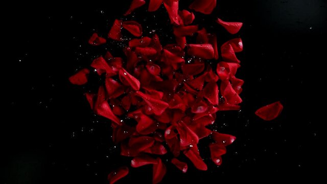 Super slow motion of flying rose petals on black background. Filmed on high speed cinema camera, 1000 fps.