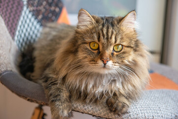 beautiful fluffy gray cat lies on a chair. High quality photo